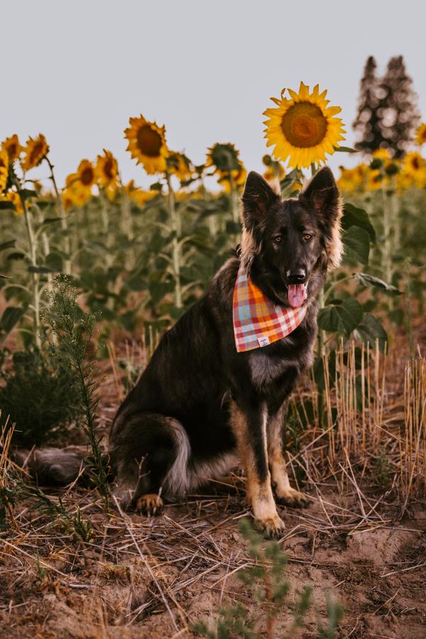 /Images/uploads/Big White Dog Photography/love-unleashed/entries/34170.jpg